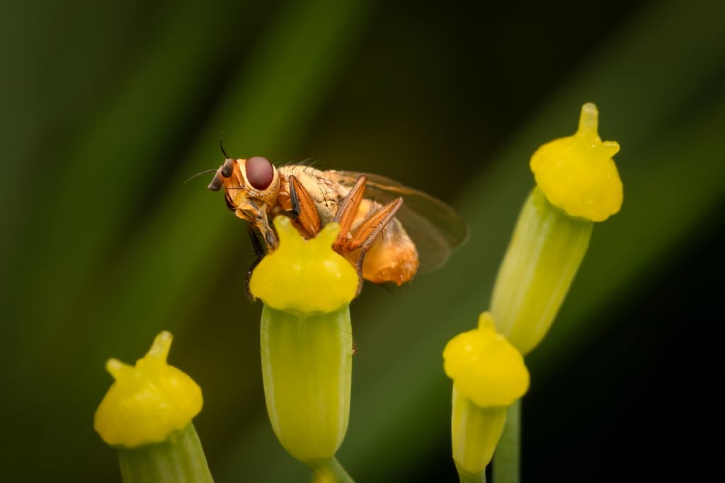 piccolo dittero da identificare