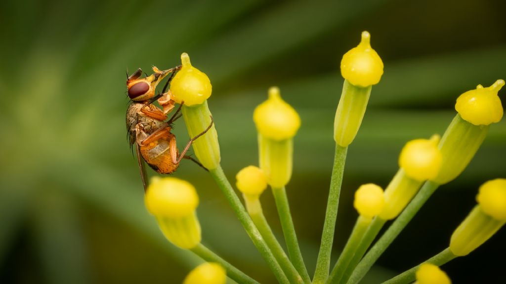 piccolo dittero da identificare