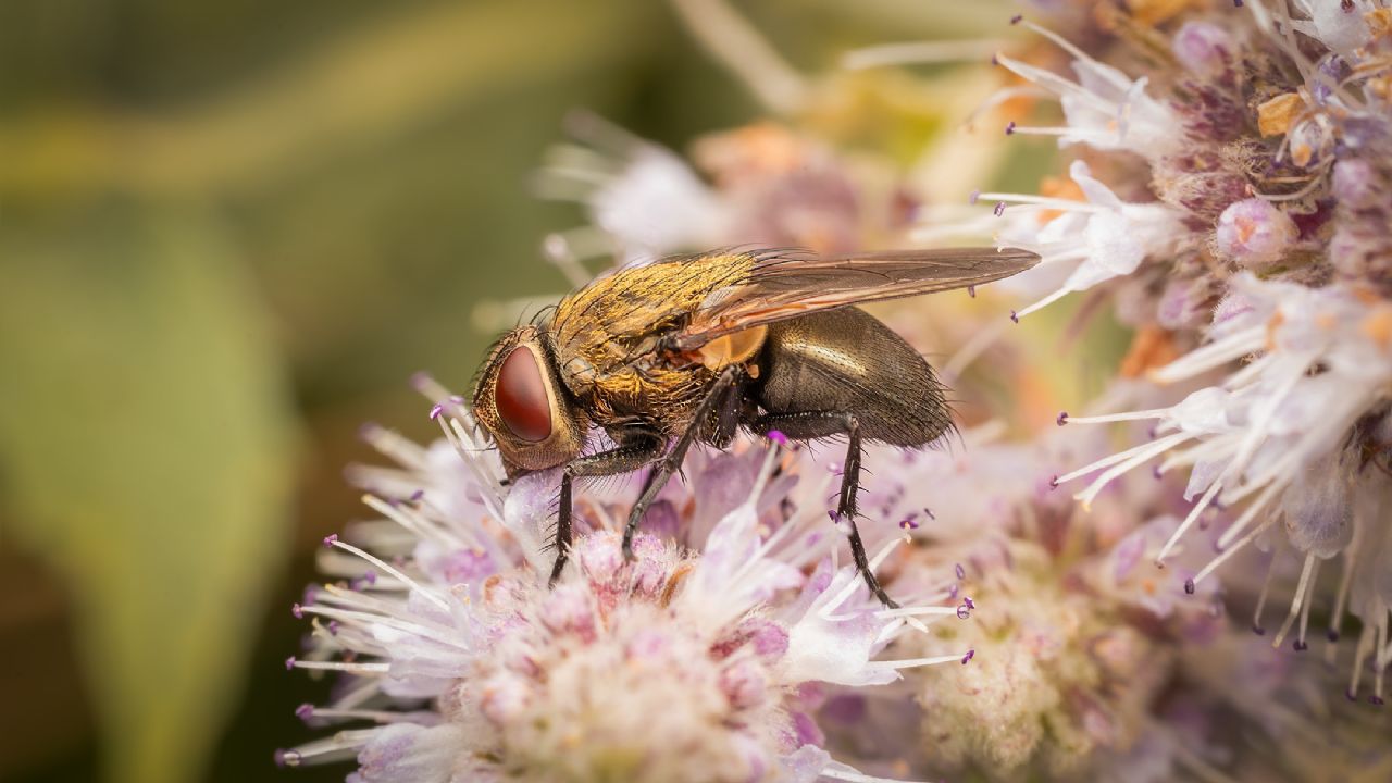 Pollenia amentaria