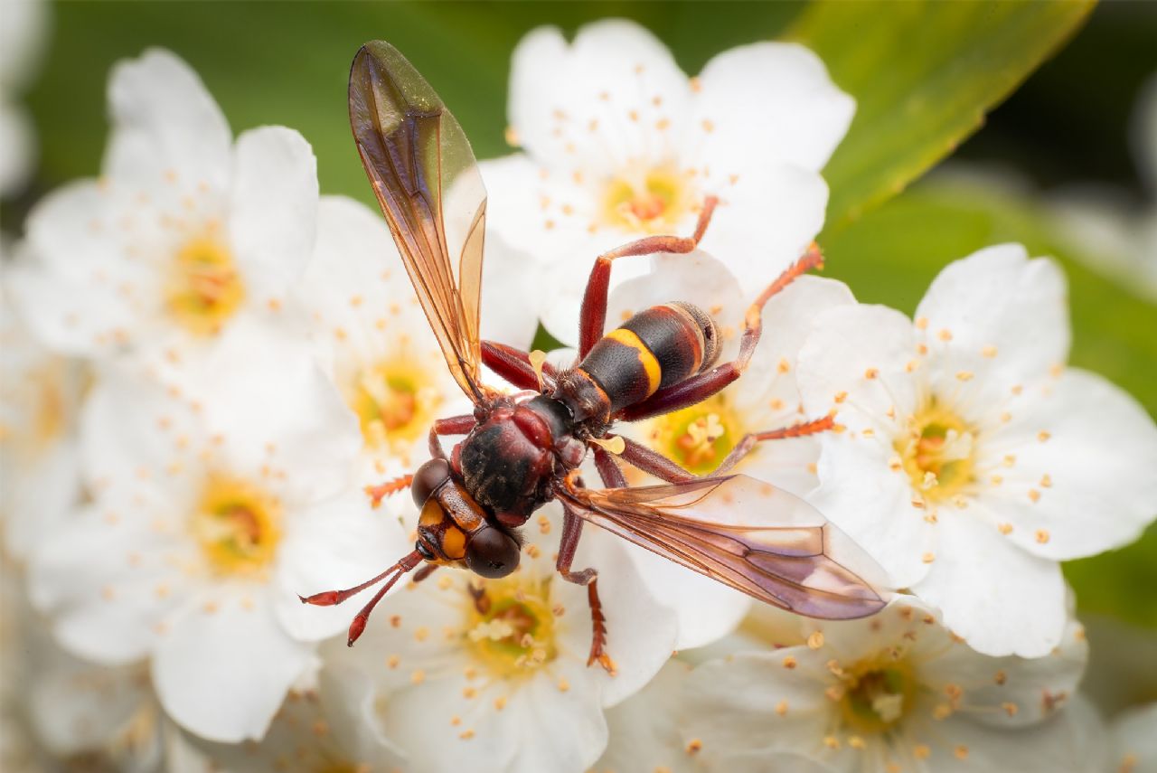 Conops vesicularis?