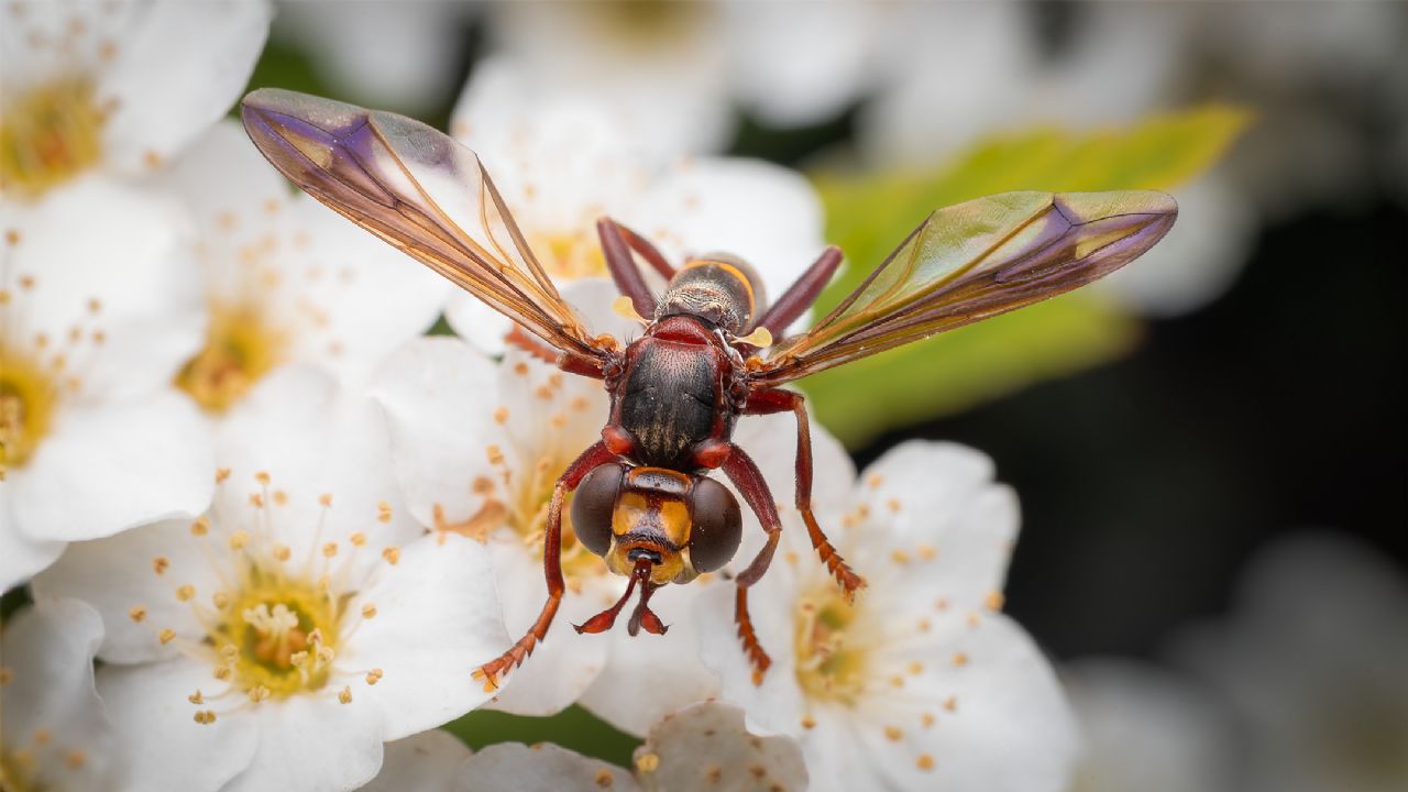 Conops vesicularis?
