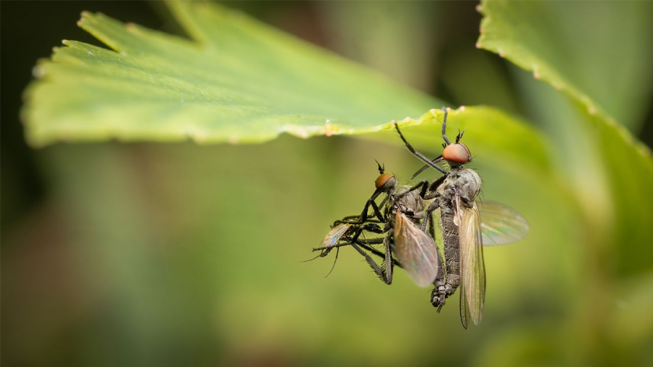 Empididae ID
