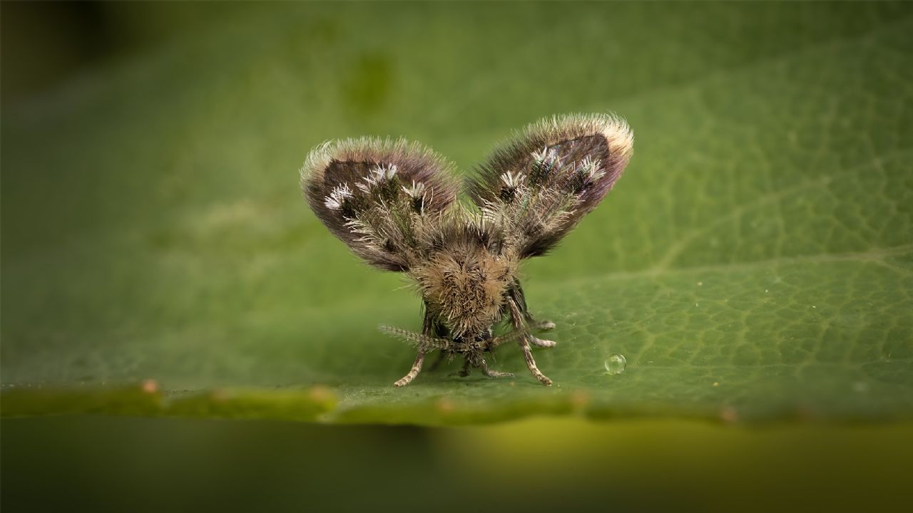 Psychodidae ID