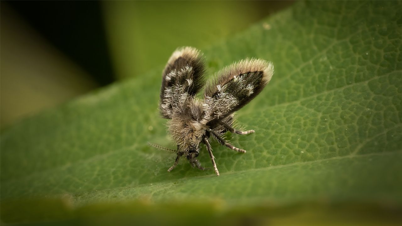 Psychodidae ID