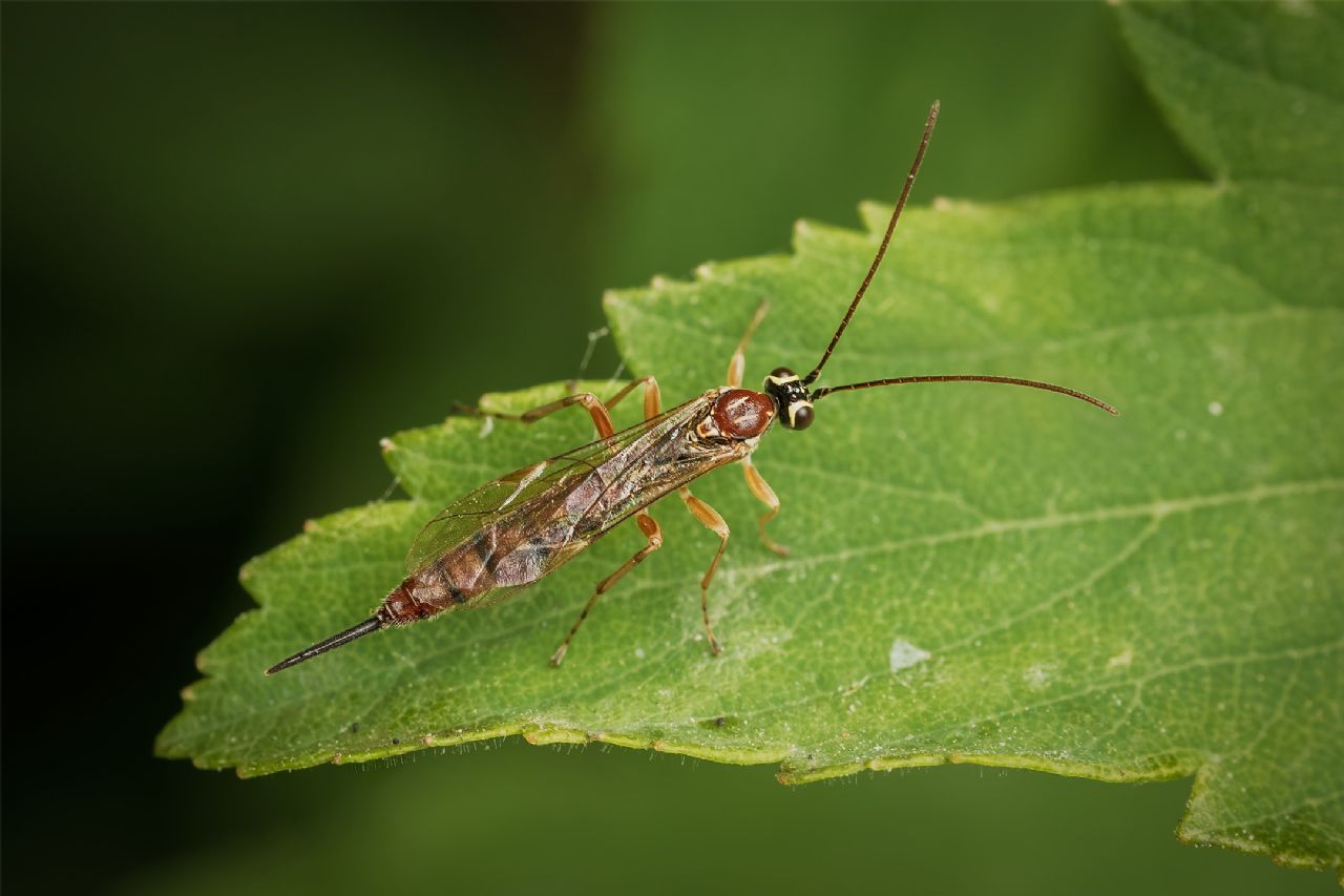 Hymenoptera?