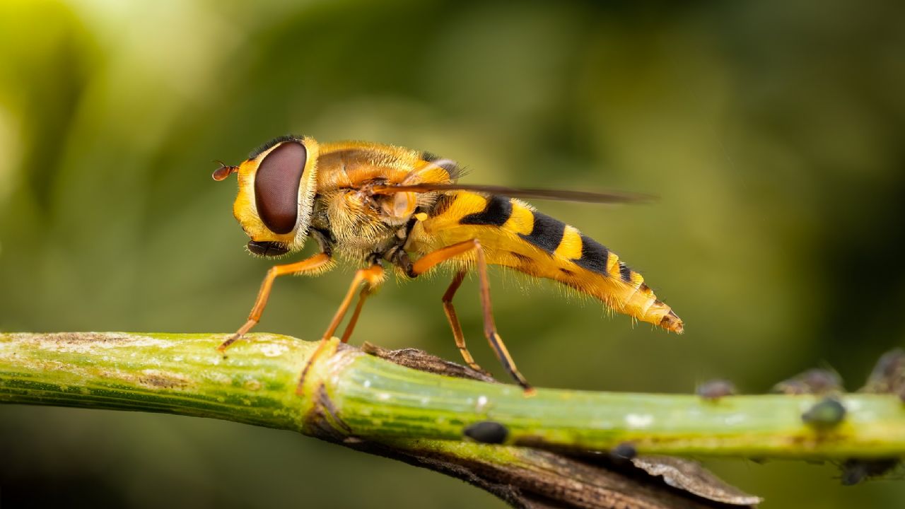 pu essere Syrphus vitripennis?