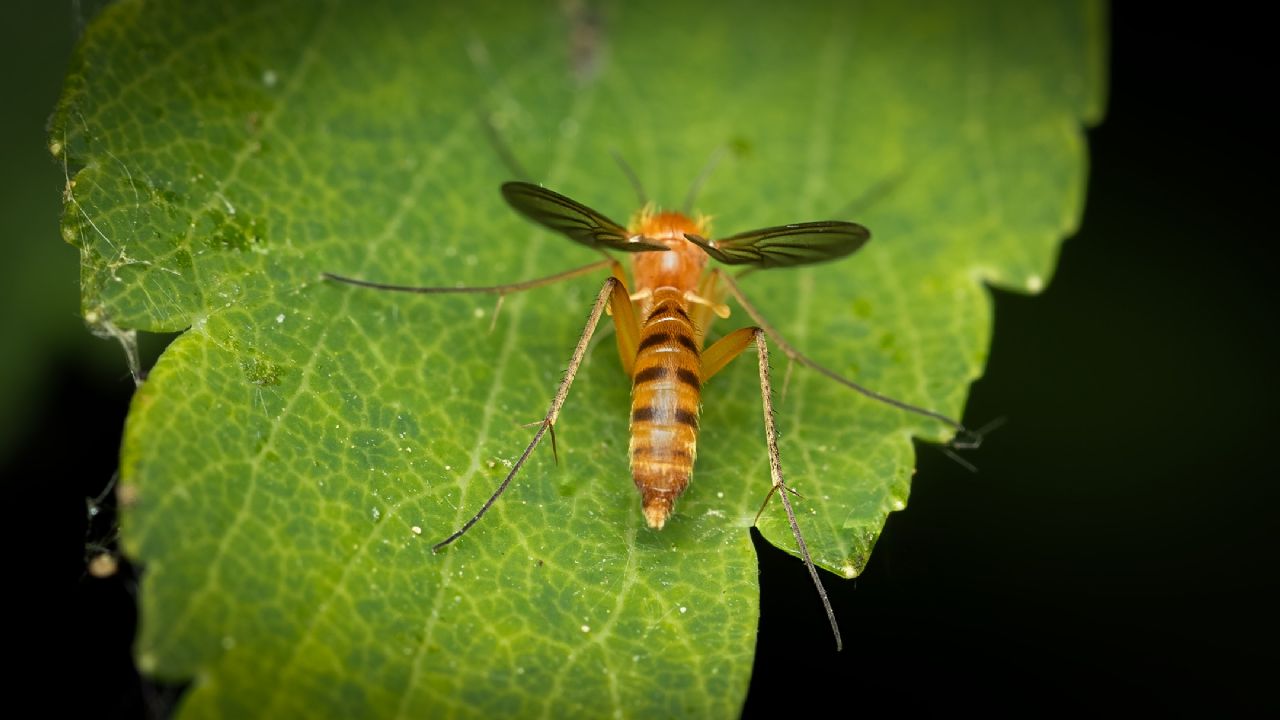 Keroplatidae > Orfelia sp.?
