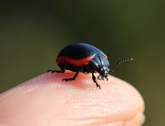 Chrysolina rossia (Chrysomelidae)