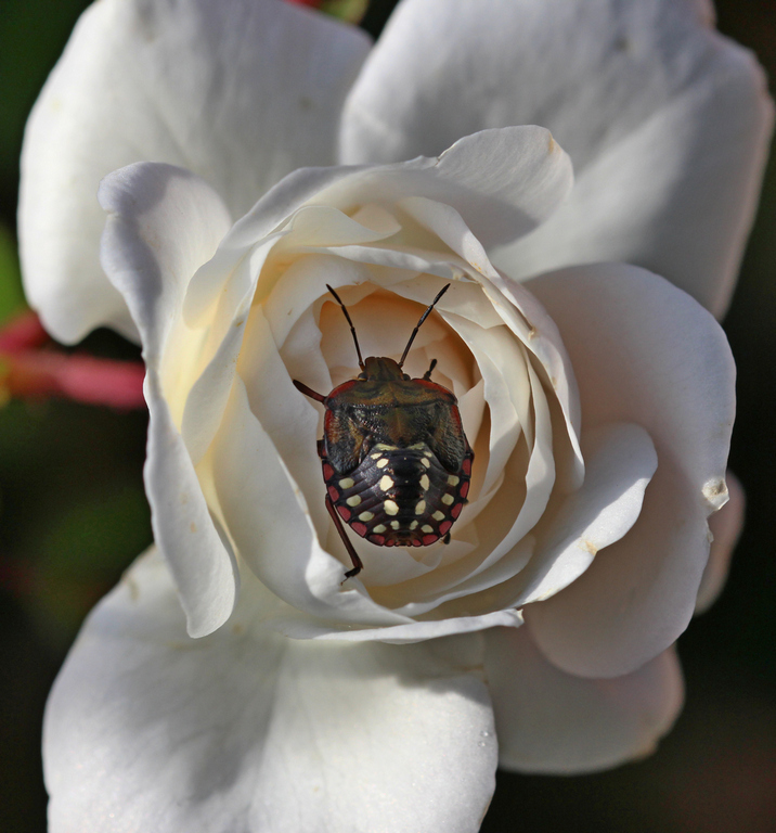 Pentatomidae: ninfa di Nezara viridula