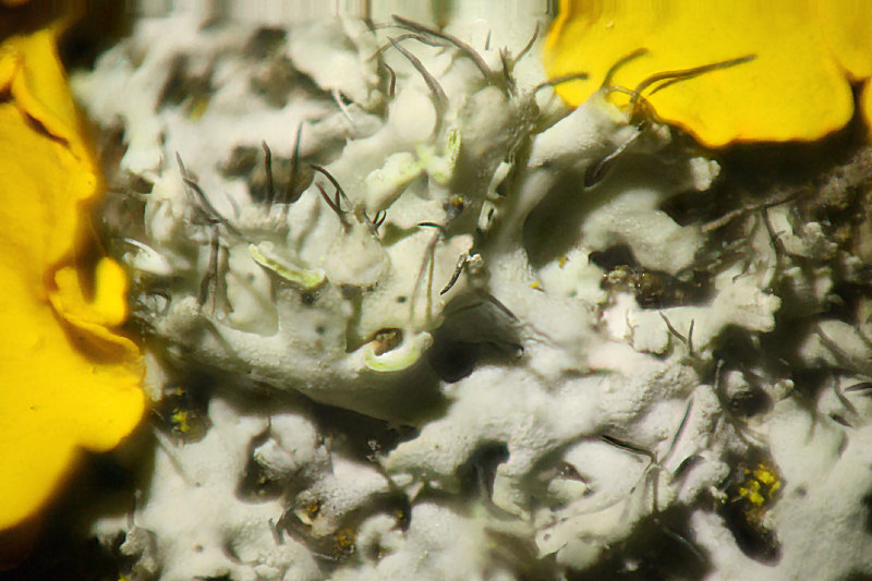 Physcia adscendens. ??