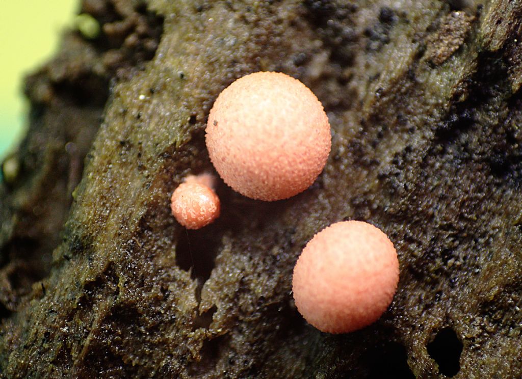 che mixomicete � ?  - Lycogala sp.