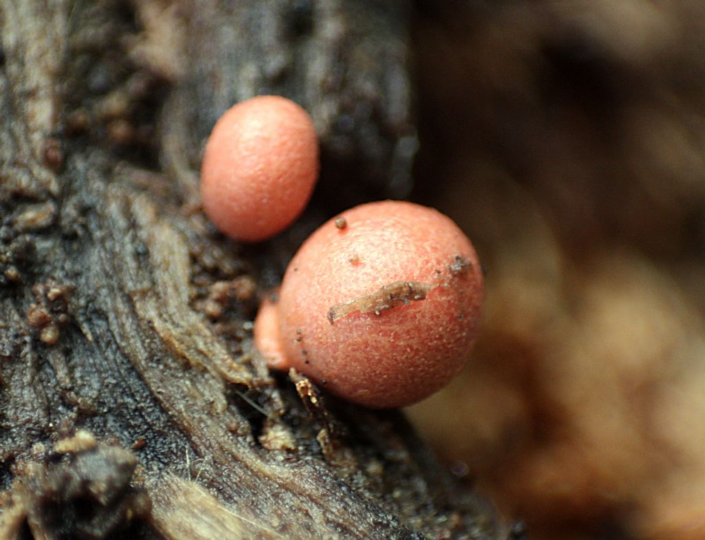 che mixomicete � ?  - Lycogala sp.