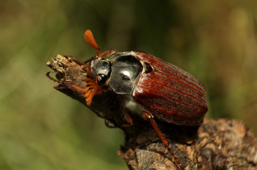 Melolontha melolontha da confermare