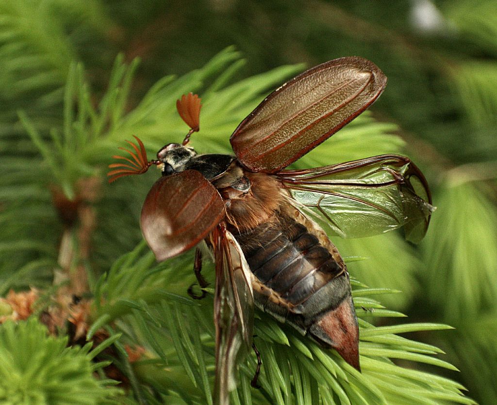 Melolontha melolontha da confermare