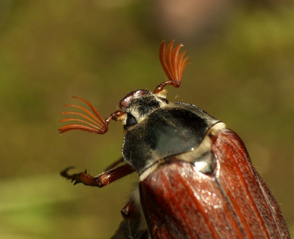 Melolontha melolontha da confermare
