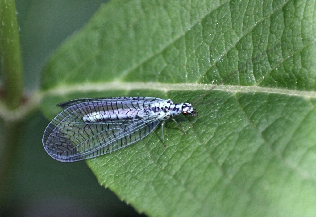 Trichocera ????- no Chrysopa perla, maschio