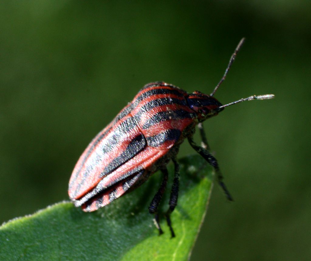 Graphosoma lineatum italicum? S