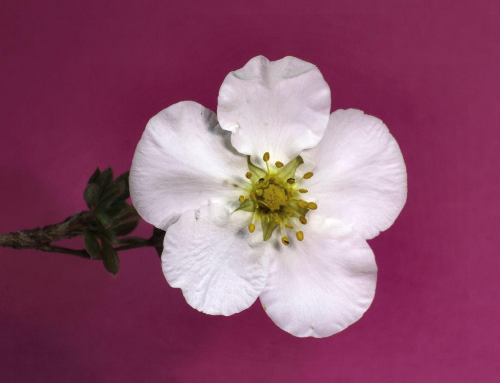 Potentilla fruticosa - fiore e polline