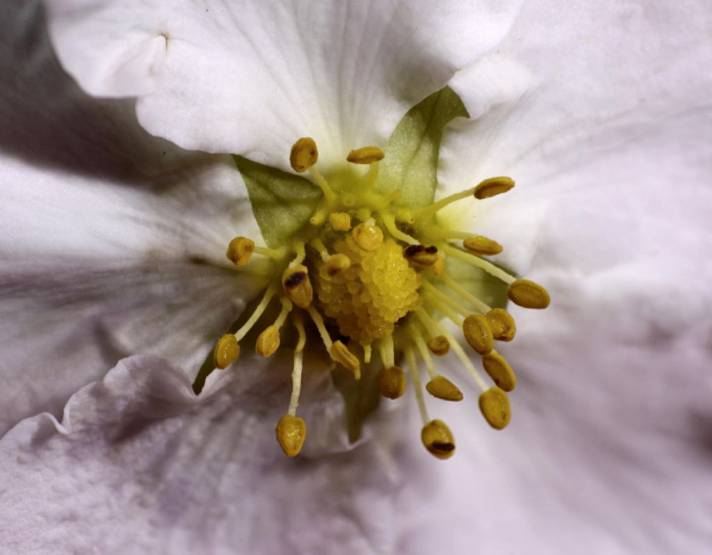 Potentilla fruticosa - fiore e polline