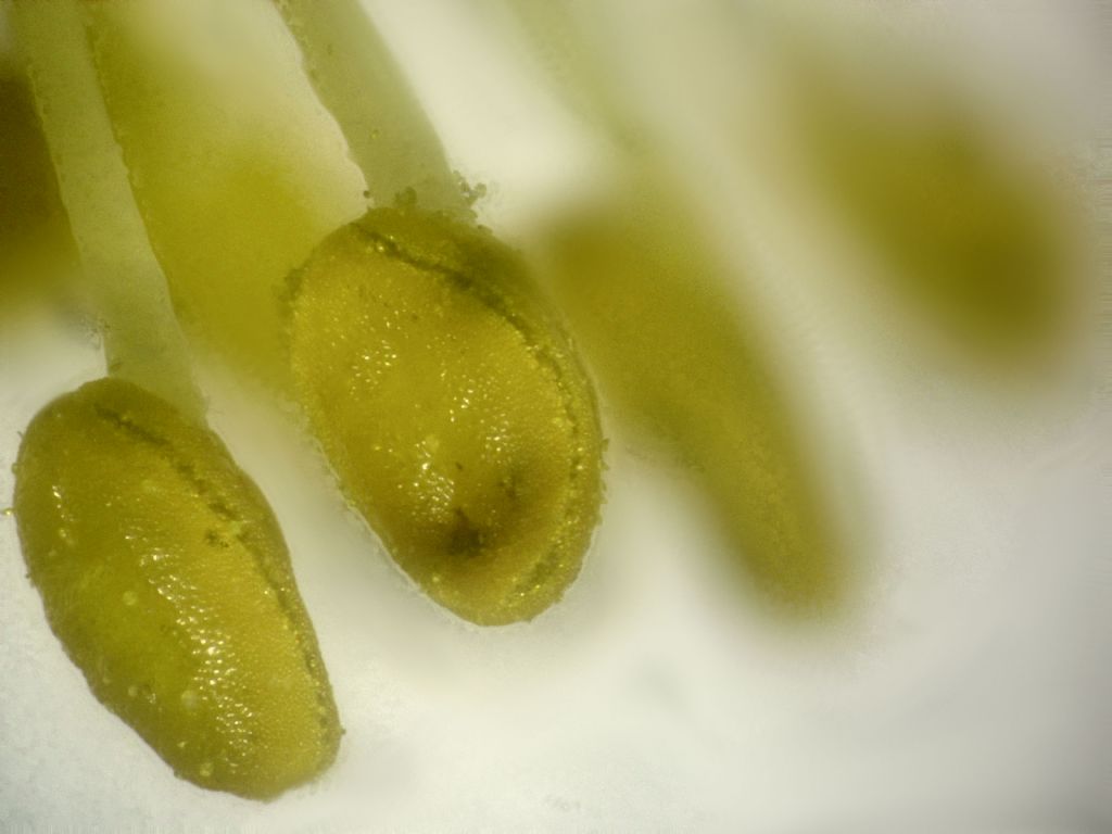 Potentilla fruticosa - fiore e polline
