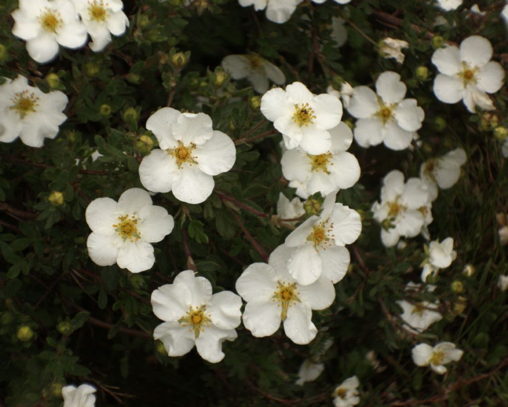 Potentilla fruticosa - fiore e polline