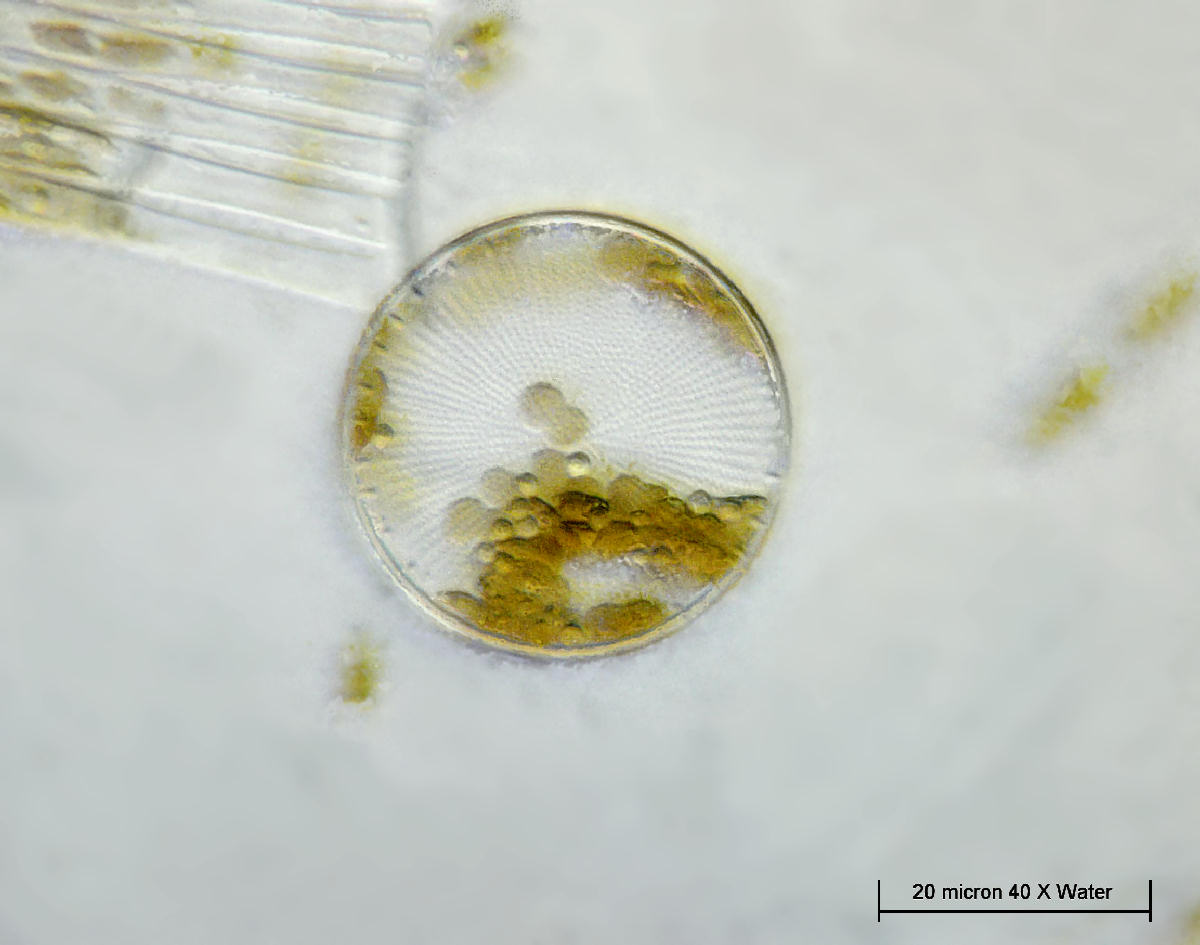 Cyclotella sp.
