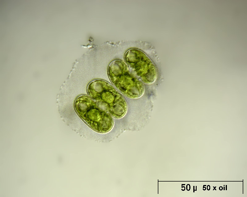 Cosmarium bioculatum