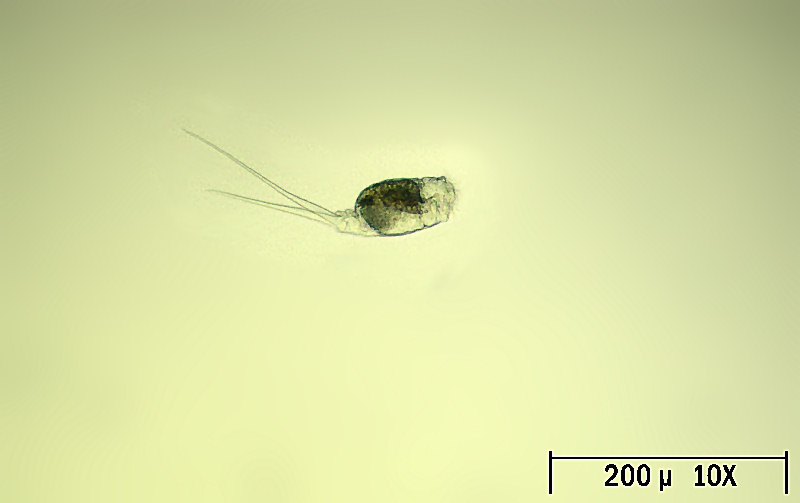 Monommata sp.