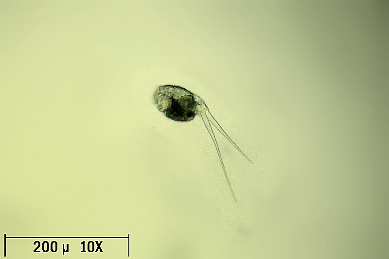 Monommata sp.