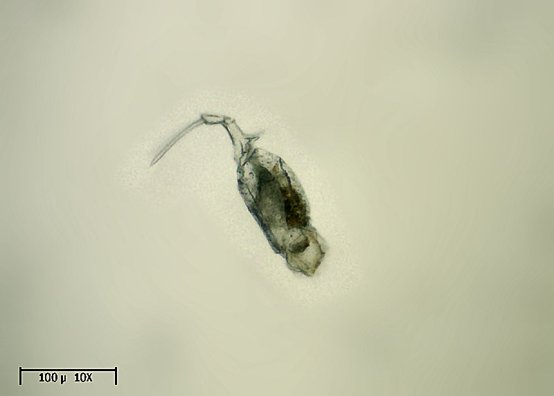 Trichotria sp.