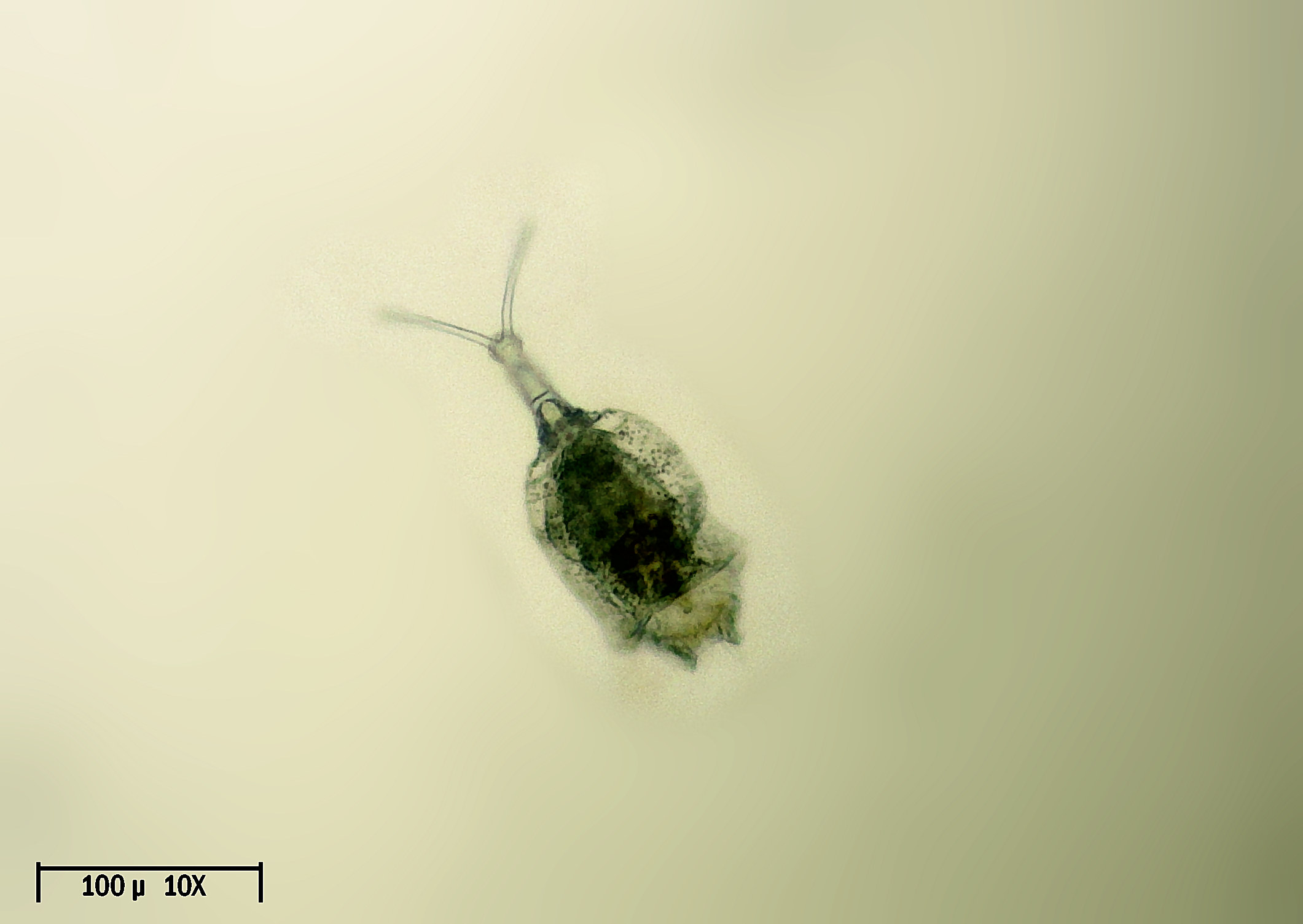 Trichotria sp.