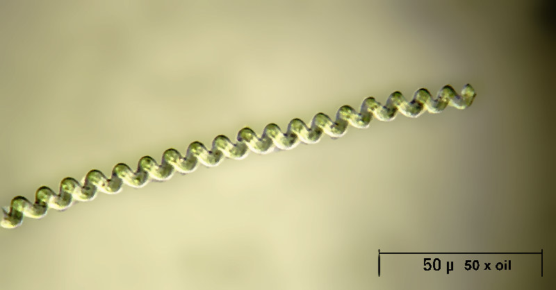 Spirulina