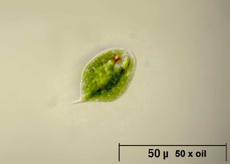 Phacus sp.