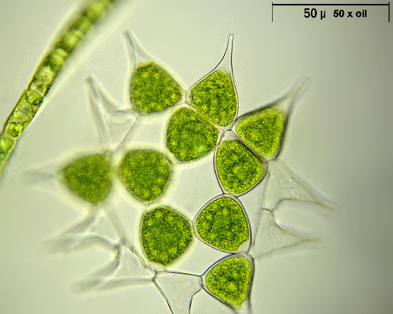 Pediastrum simplex