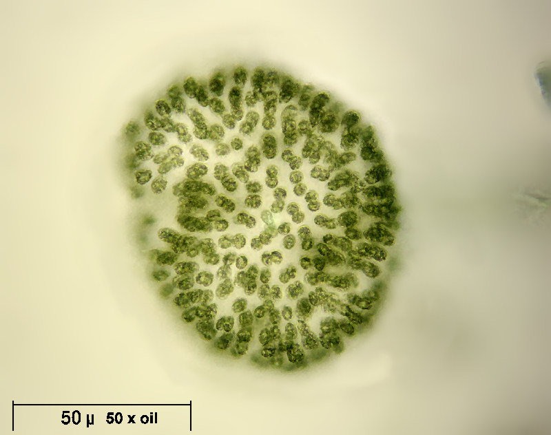 Woronichinia naegeliana