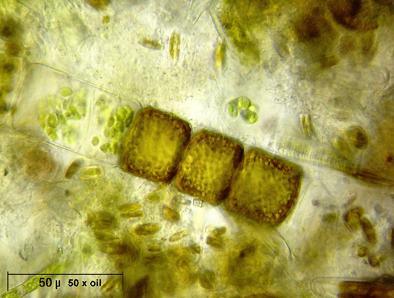 Melosira varians