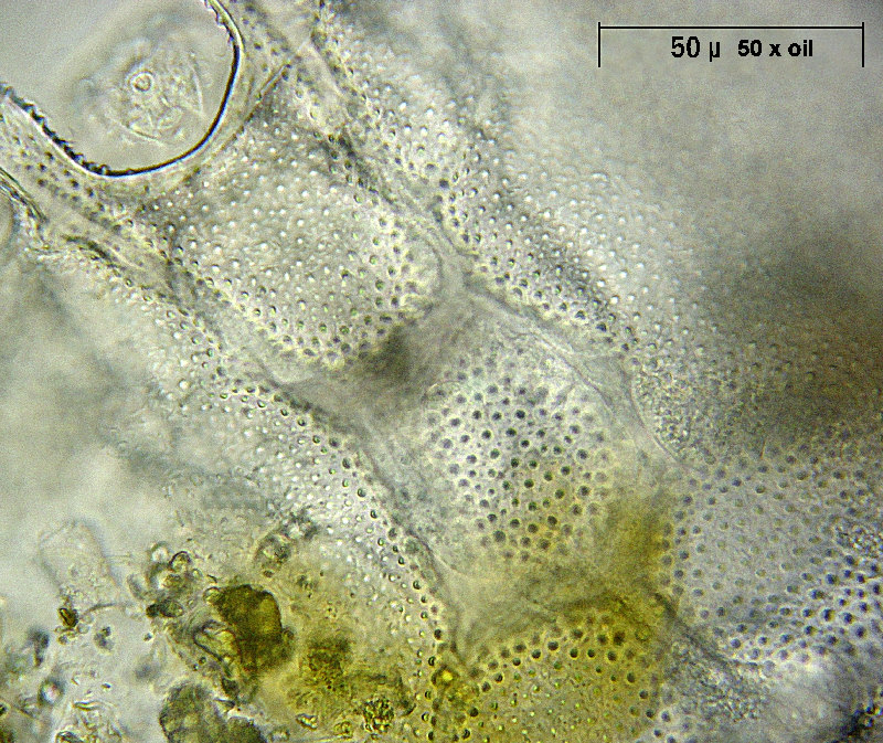 Platyias quadricornis