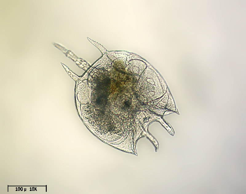 Platyias quadricornis