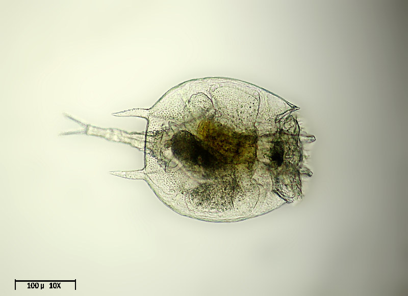 Platyias quadricornis