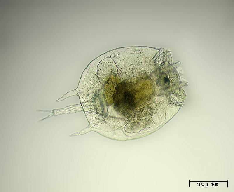 Platyias quadricornis