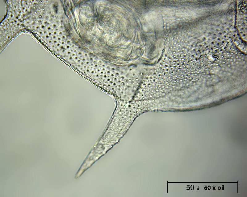 Platyias quadricornis