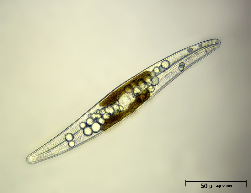 Pleurosigma sp.
