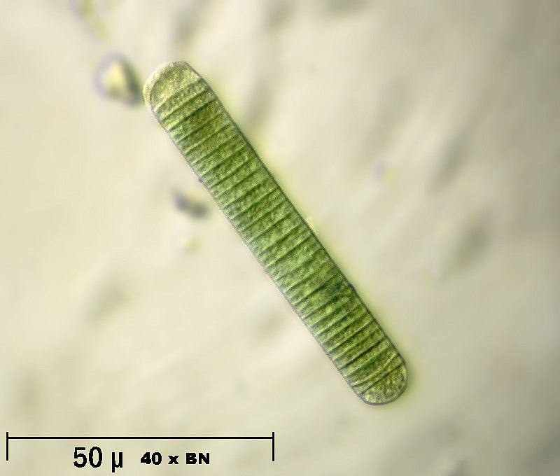 Oscillatoria sp.