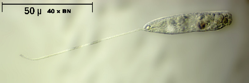 Peranema sp.