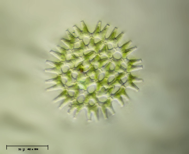 Pediastrum duplex