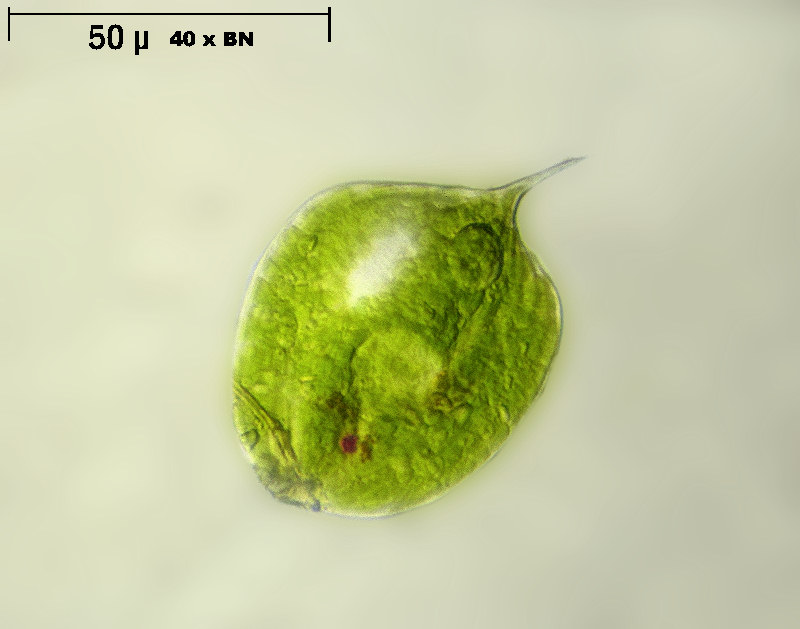 Phacus sp.