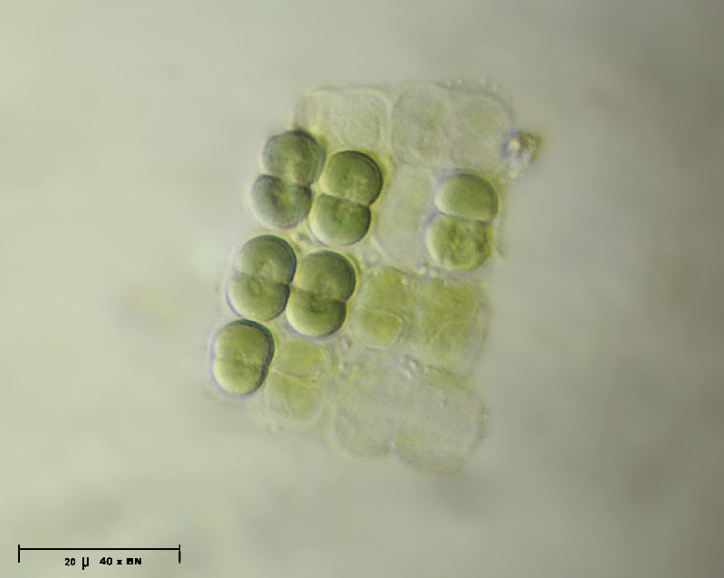 Merismopedia sp.