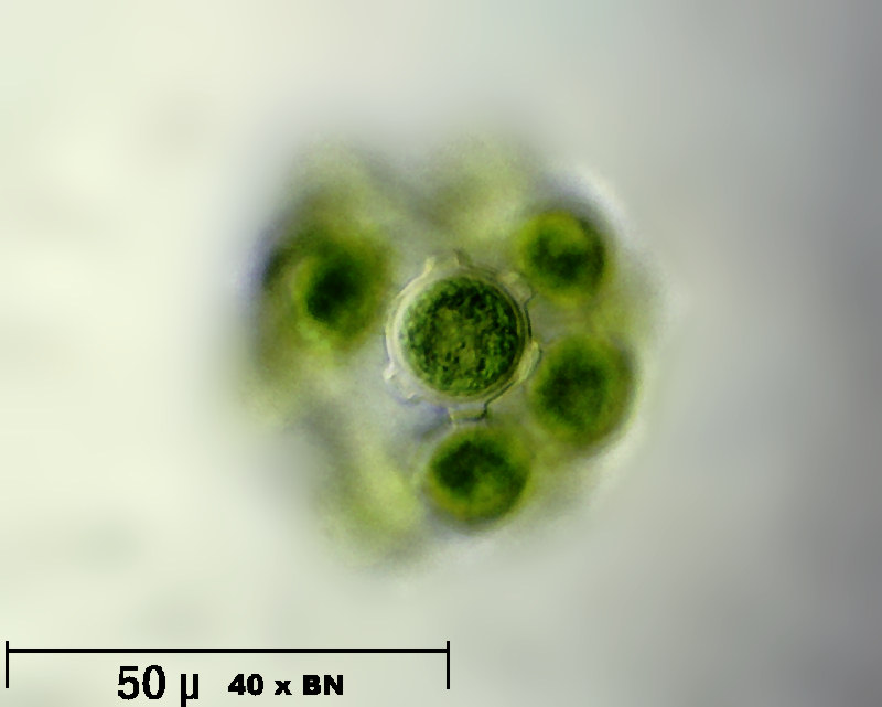 Coelastrum reticulatum