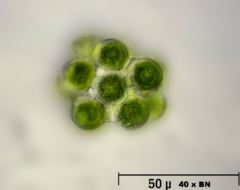 Coelastrum reticulatum