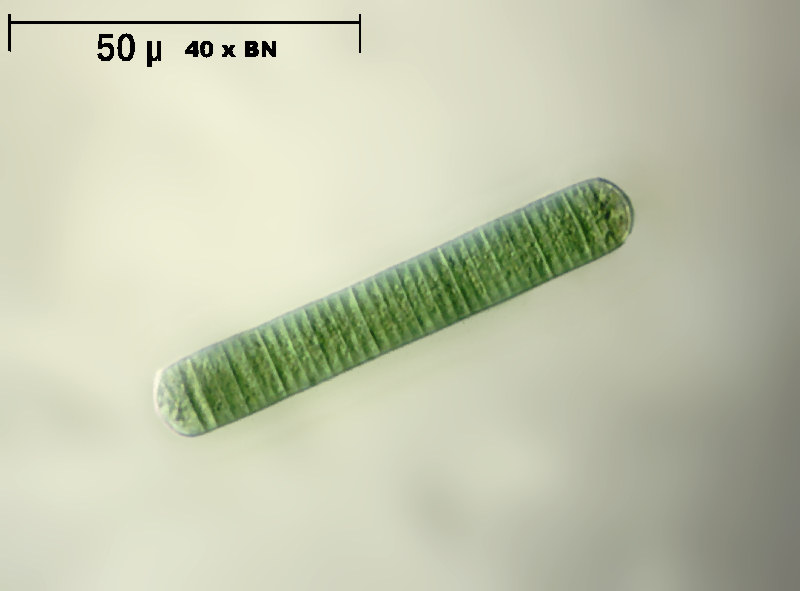 Oscillatoria sp.